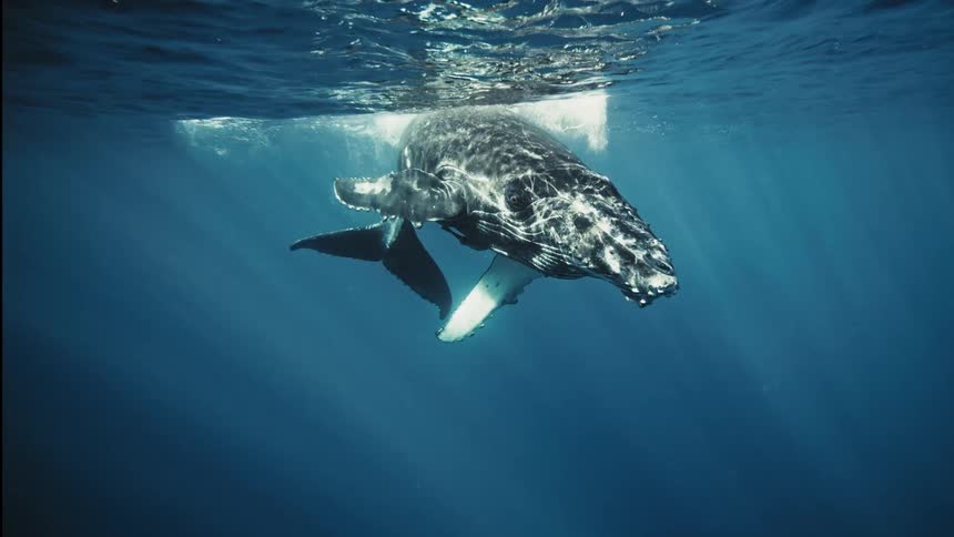A majestic humpback whale swims gracefully through the crystalclear ocean its powerful body illuminated by a beam of sunlight