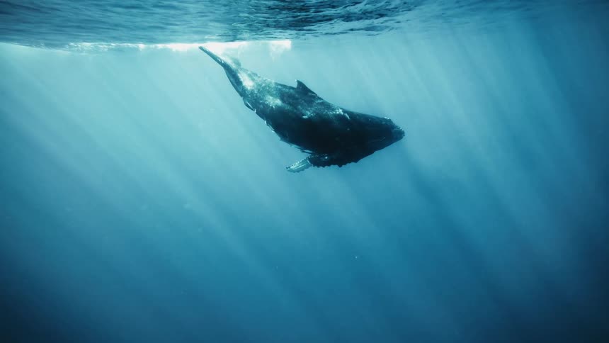 Huge whale swimming near the surface in the ocean with sun rays filtering through the water