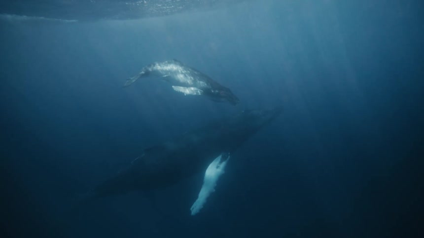 A pod of humpback whales swims gracefully through the crystalclear ocean their massive bodies illuminated by a beam of sunlight