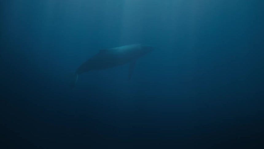 A humpback is swimming through deep dark water as the sun shines through the water