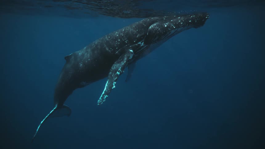 Whale swimming in waters towards the surface