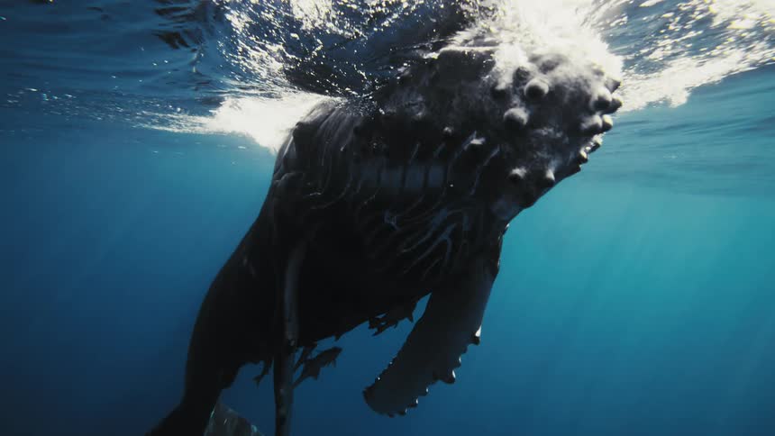 Whale going to the surface of the ocean