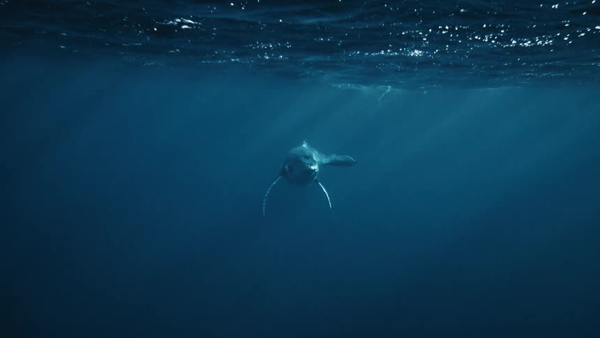A humpback whale dives gracefully into the deep blue ocean its powerful tail flukes disappearing beneath the surface