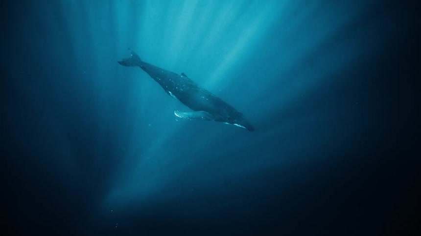 A majestic humpback whale glides gracefully through the crystalclear waters illuminated by a beam of sunlight