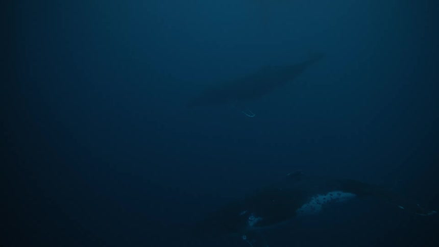 Whales are swimming deep underwater