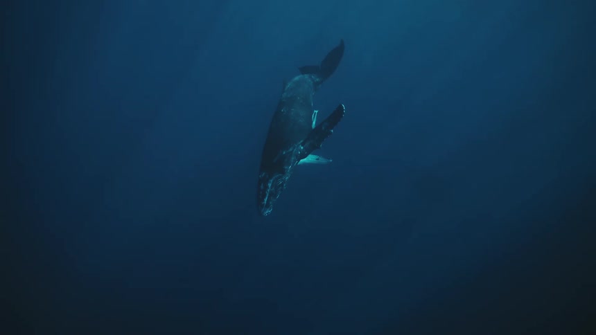 Underwater view of a humpback whale swimming to bottom of the ocean