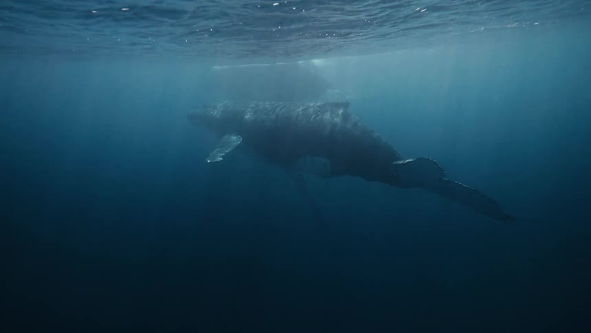 A huge whale swimming underwater near the surface with some sunlight coming through the water