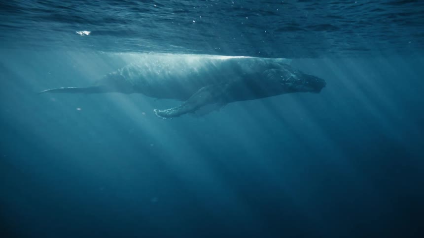 Bubbles rise from a dark object and float through the water pasta whale floating near the ocean surface