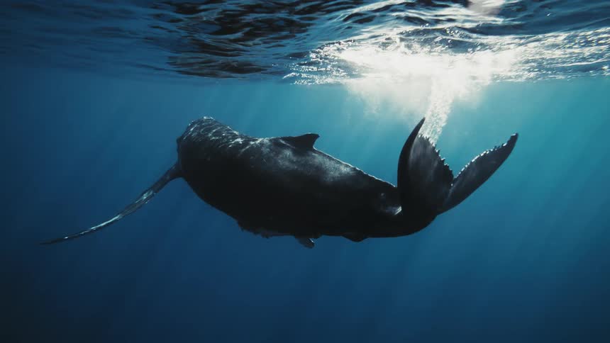 Whale swimming near the surface of the ocean with several fish in its belly