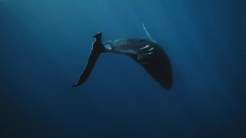 Whale swimming towards the depths of the ocean