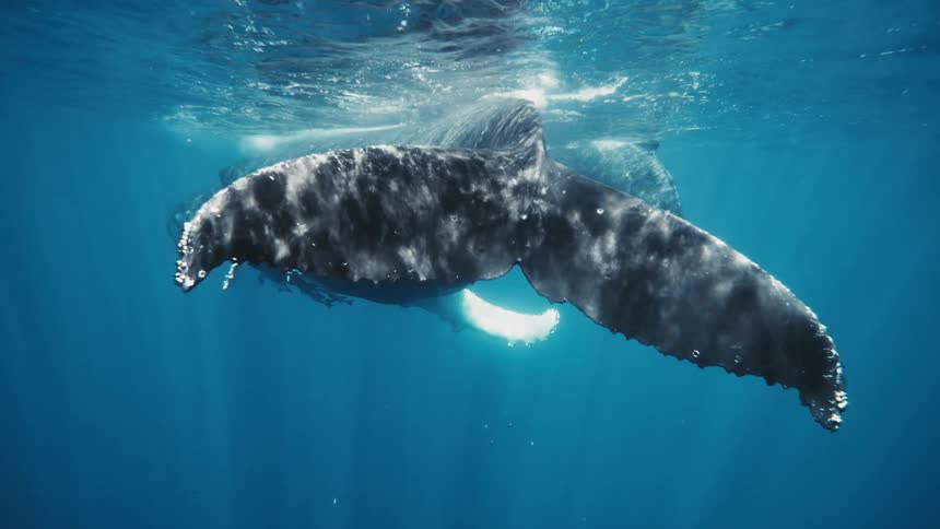 A humpback whale gracefully diving into the deep blue ocean its powerful tail flukes slicing through the water
