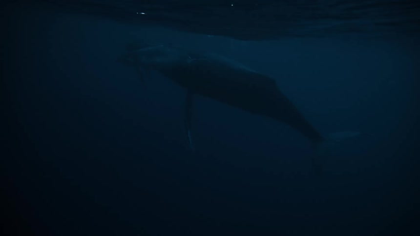 Calf and adult whale swimming close to the surface of the sea