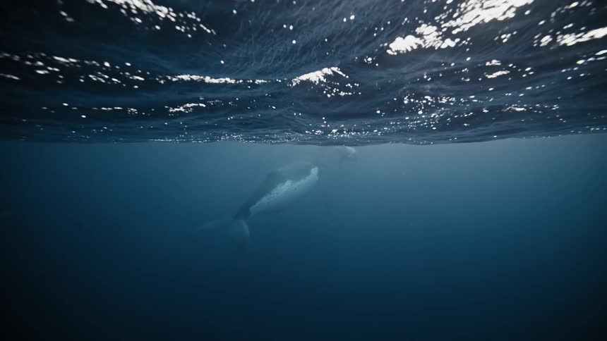 A whale is swimming alone near the surface of the ocean