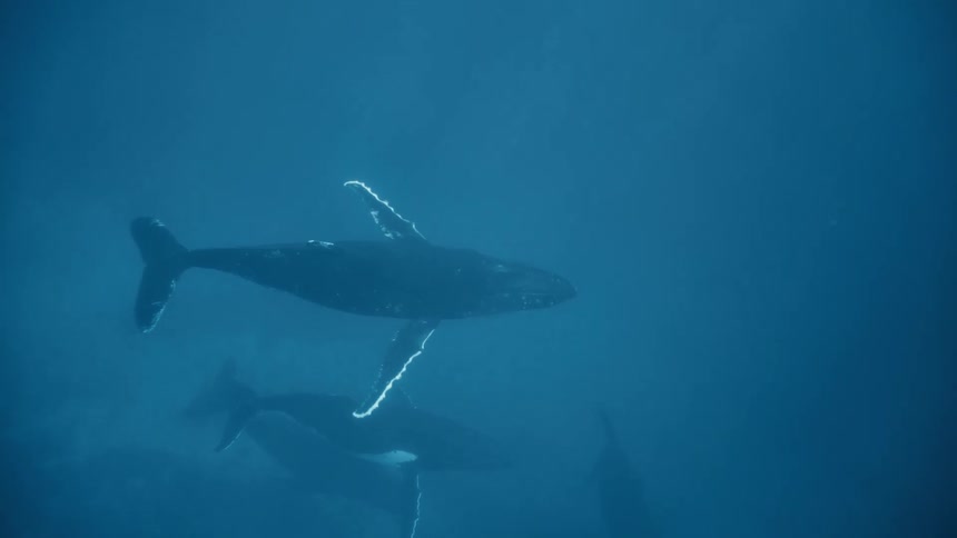 Whales including a calf swimming in the blue ocean