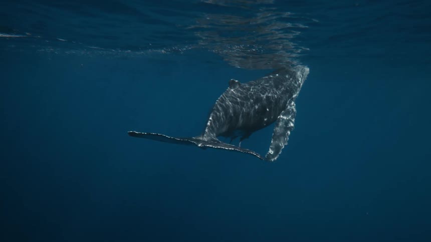 Large isolated whale swimming on the surface of the ocean