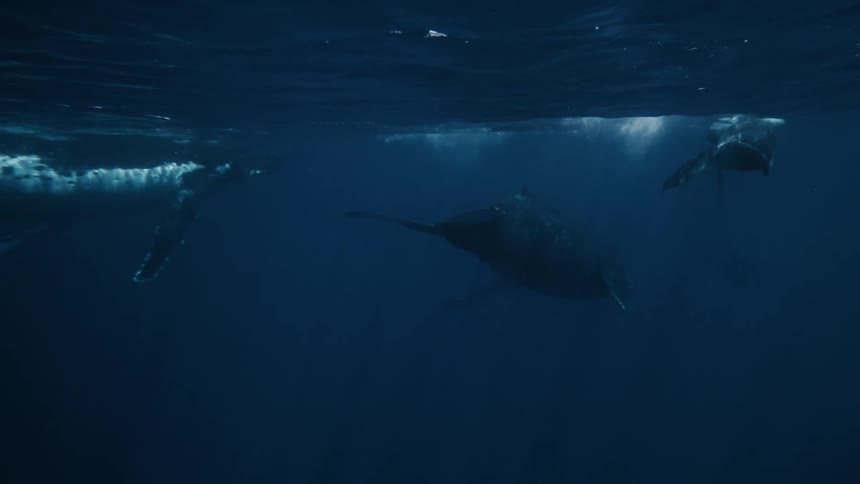 Large whales on the surface of the ocean
