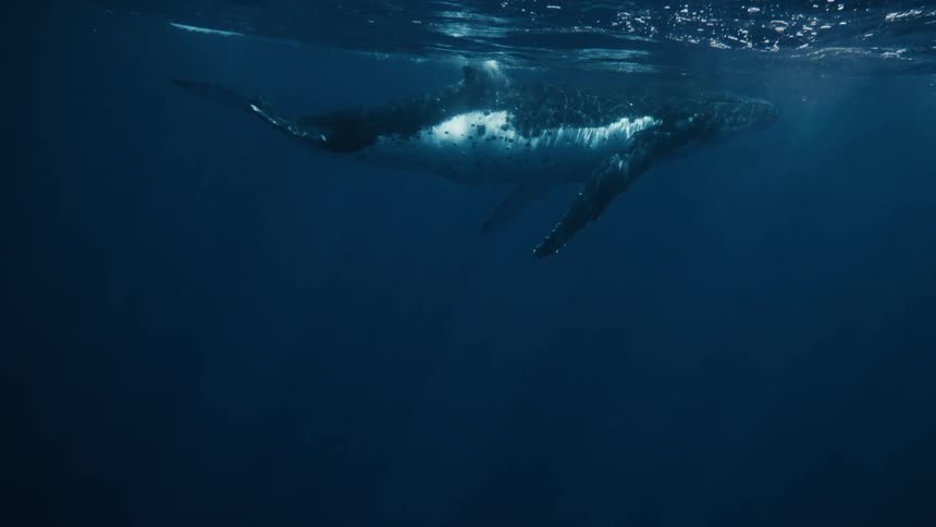 Isolated whale swimming on the surface of the sea