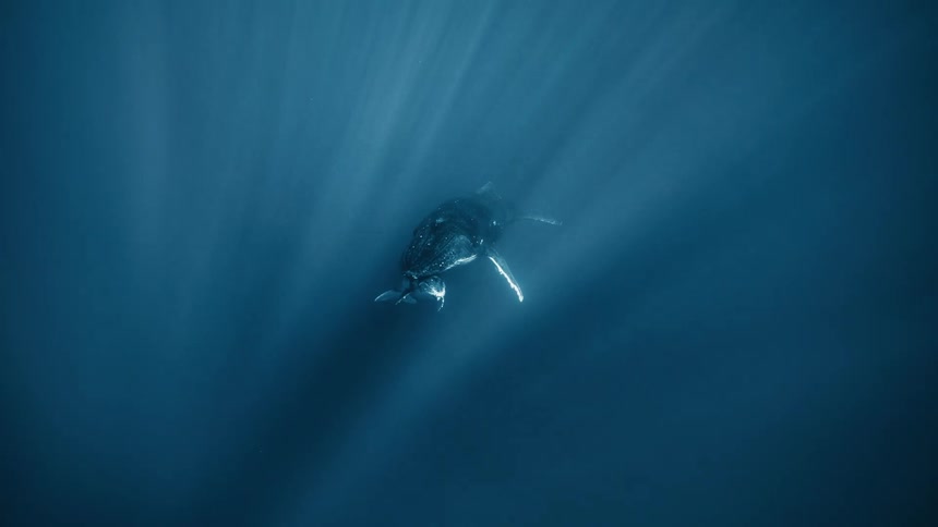 A mother humpback whale swims gracefully through the crystal clear ocean gently carrying her calf alongside her