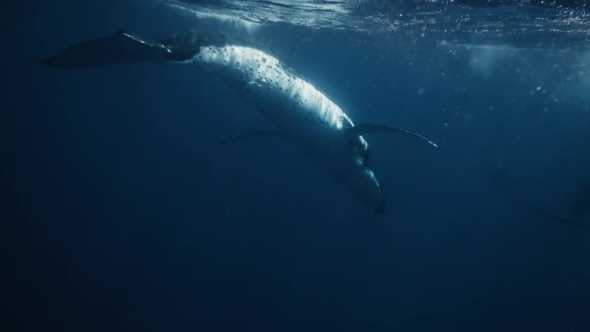Whales swimming close to the surface of the sea