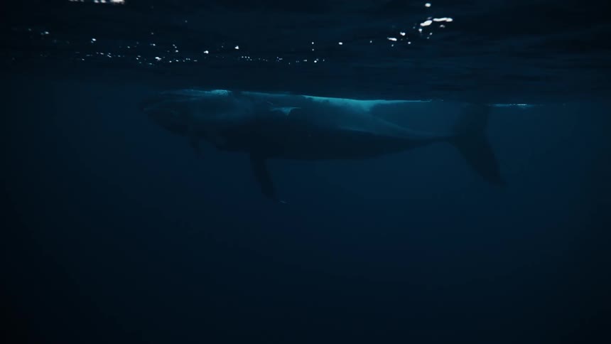 Landscape from inside the ocean with a whale on the surface