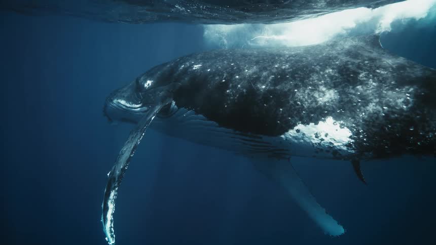 A majestic humpback whale swims gracefully through the crystal clear ocean its massive body illuminated by a beam of sunlight