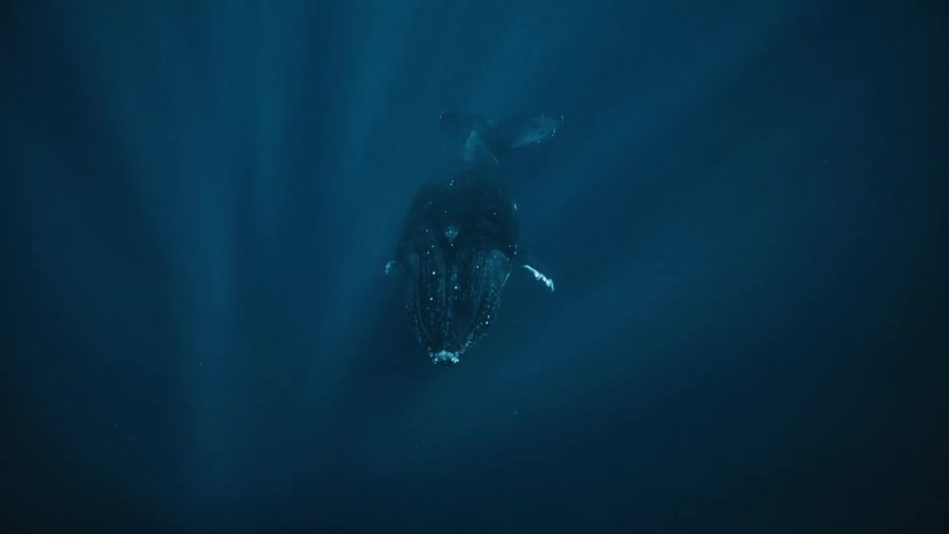 Solar rivers filtering into the sea and a whale in sight