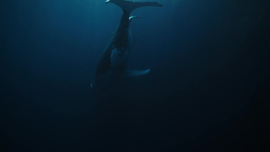 A majestic humpback whale breaches the surface of the ocean its powerful body arcing through the air before plunging back into the depths