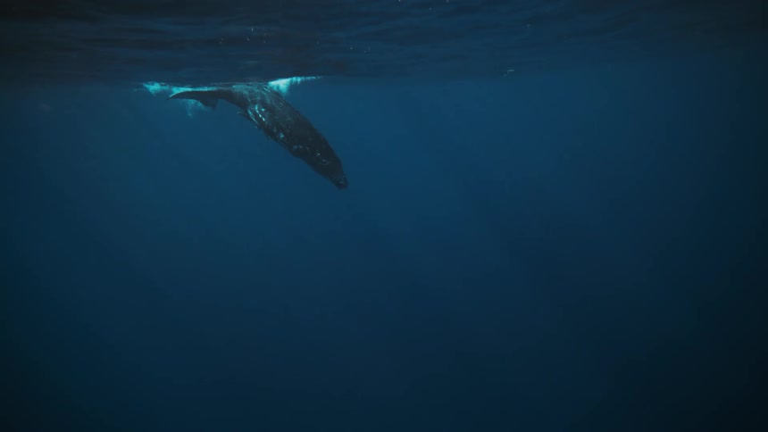 A whale dives down in the water