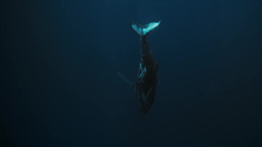 A large humpback whale swims gracefully through the deep blue ocean its massive body illuminated by a beam of sunlight
