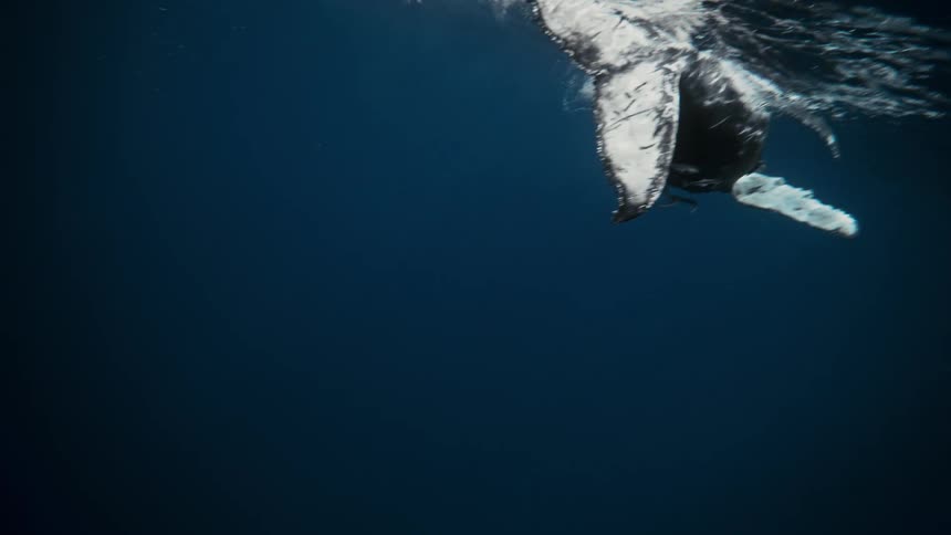 Underwater view of humpback whale swimming near the surface of the ocean