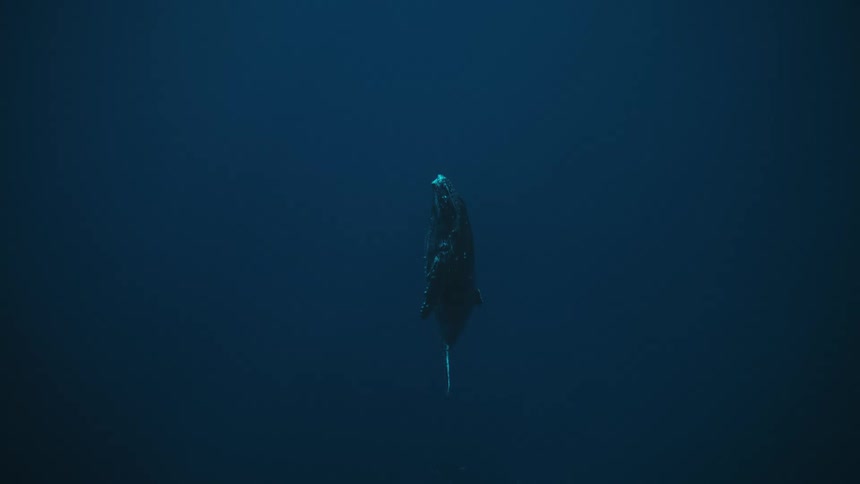 Whale at the bottom of the ocean rising towards the surface