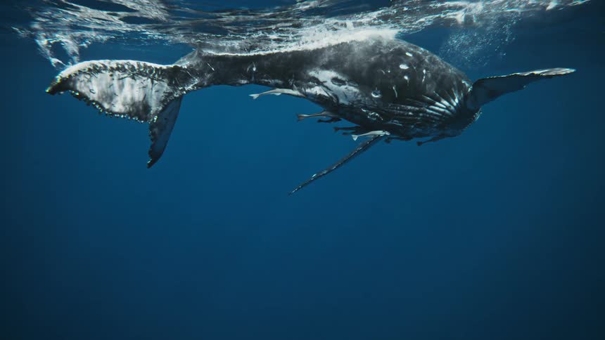 Whale on the surface of the ocean with fish around during the day