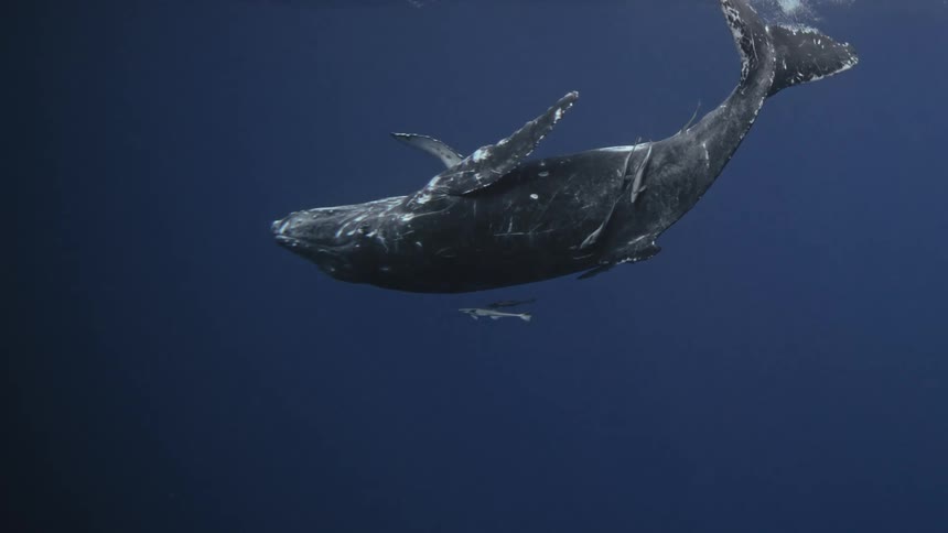 Lone whale swimming near the ocean surface