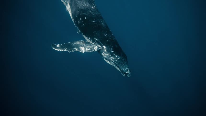 Whale on the surface of the ocean descending to the deep sea