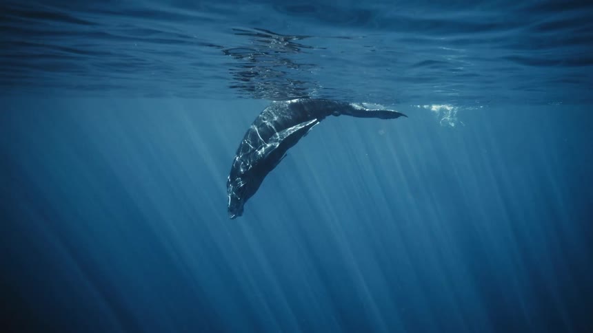 Underwater view of humpback whale swimming at the surface of the ocean