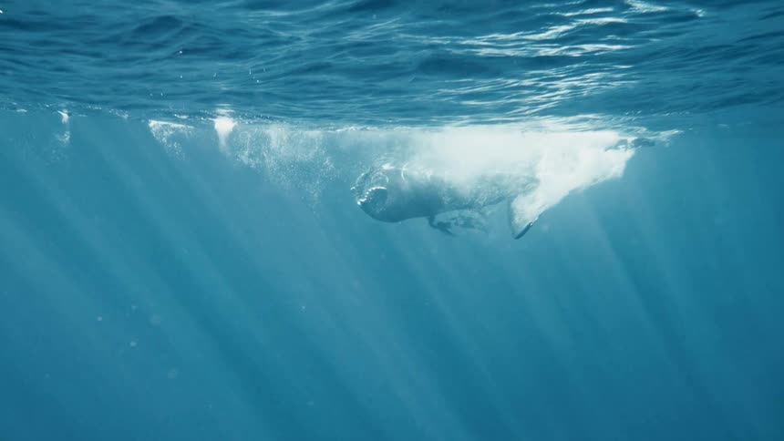 A humpback whale breaches the surface of the ocean its massive body arcing through the air before plunging back into the depths
