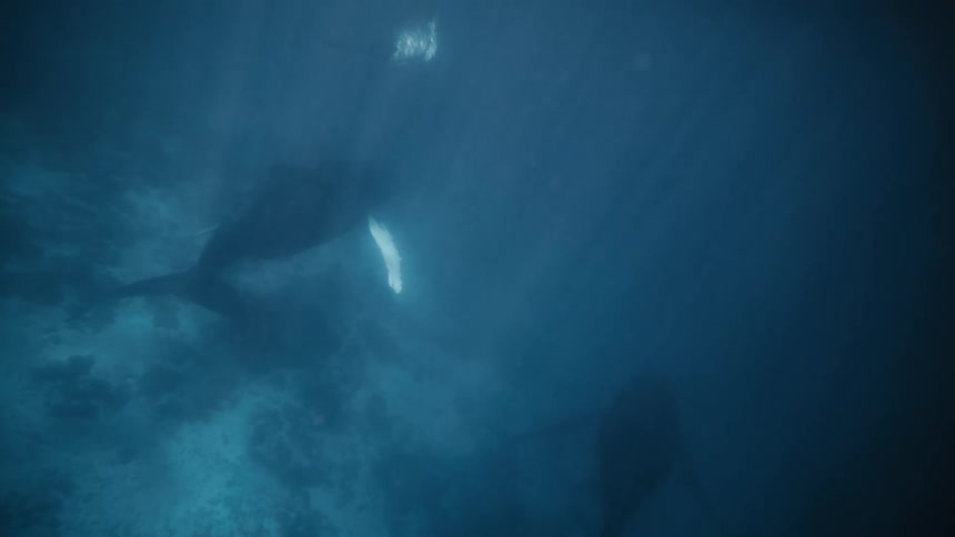 A clip of whales underwater