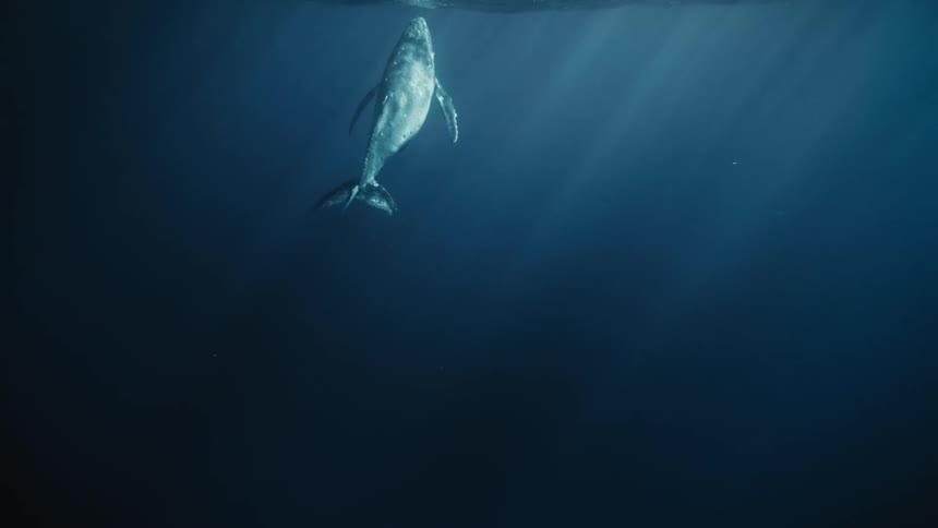 Large whale rising and throwing itself on the surface of the ocean