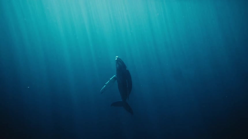 Underwater view of a whale rising towards the surface