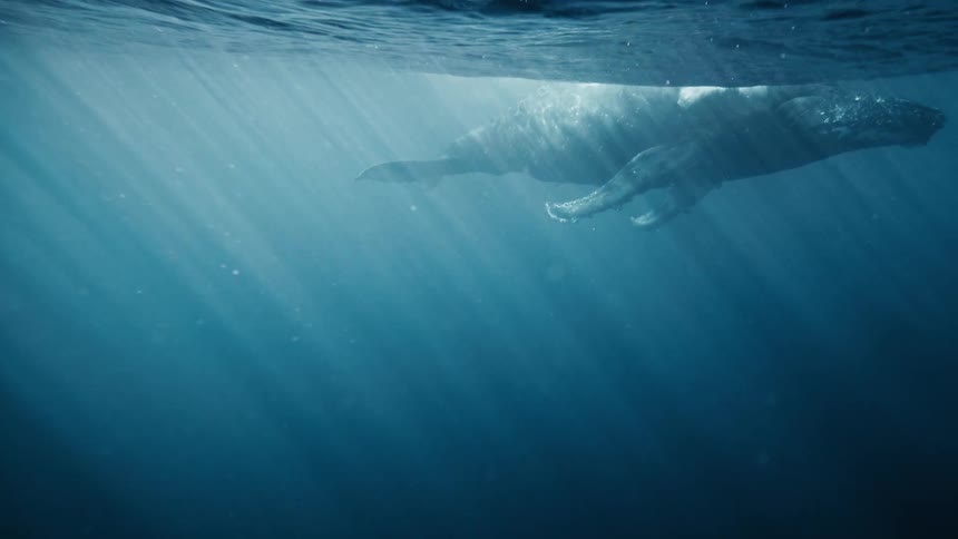 A humpback whale floats gracefully through the crystal clear ocean