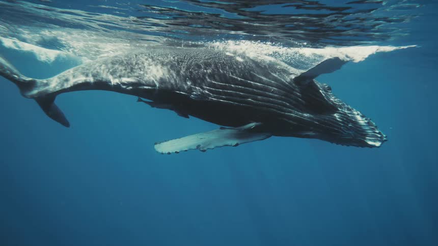 Whale rising towards the surface of the blue ocean during the day