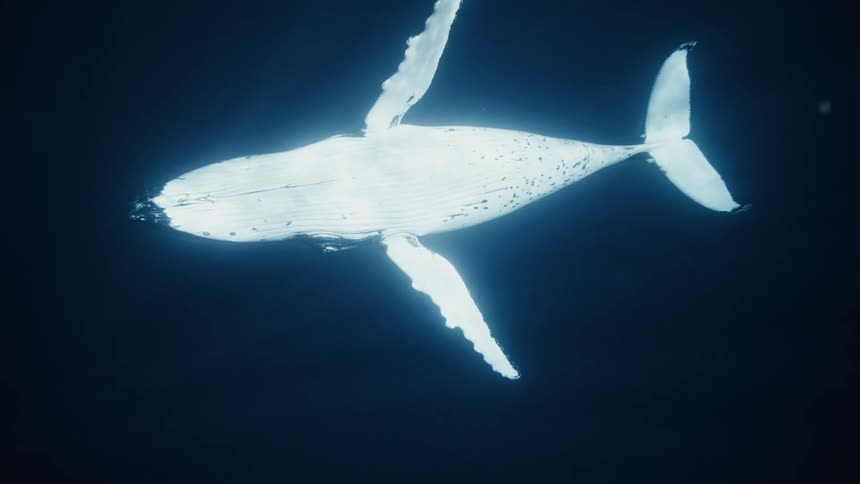 Black and white whale swimming in the depths of the ocean