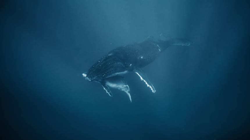 Whale with a calf in the ocean