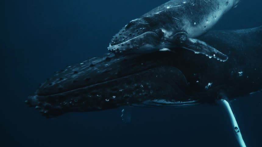 A blue whale next to her calf underwater in the deep ocean