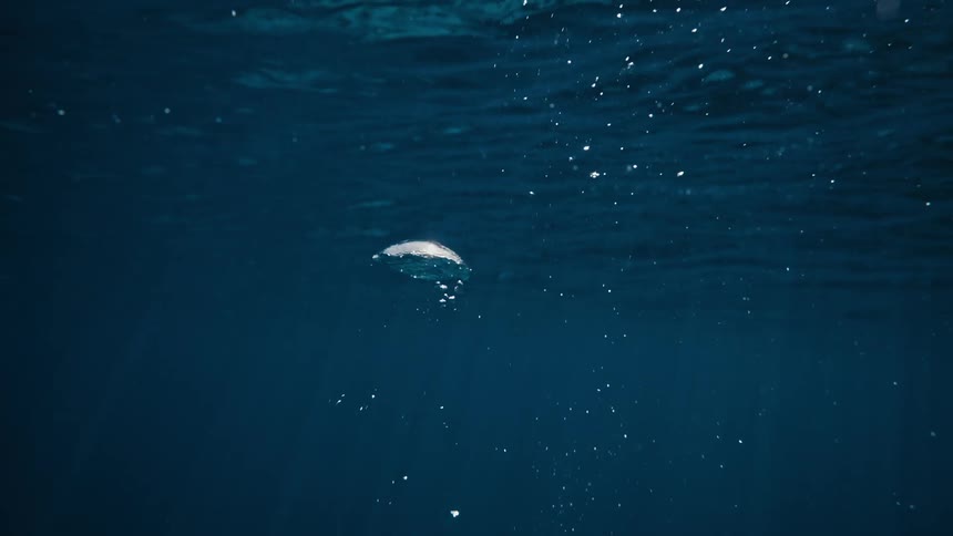 View of bubbles rising towards the surface in the ocean