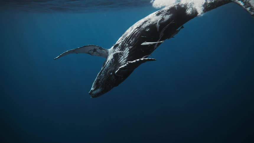 Whale swimming in the ocean with fish nearby
