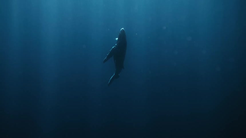 Whale rising towards the surface of the ocean