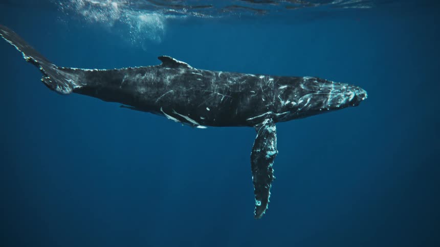 Whale swimming near the surface of the ocean