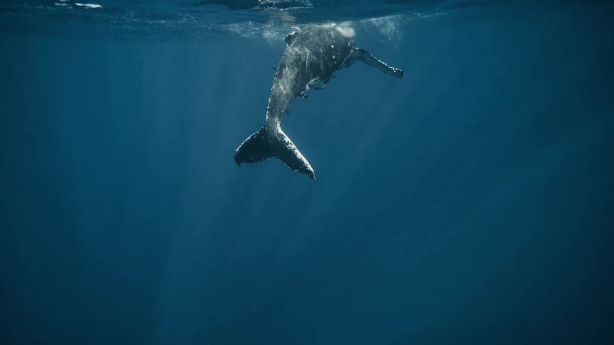 Whale swimming on the surface of the sea with the reflection of the sun during the day