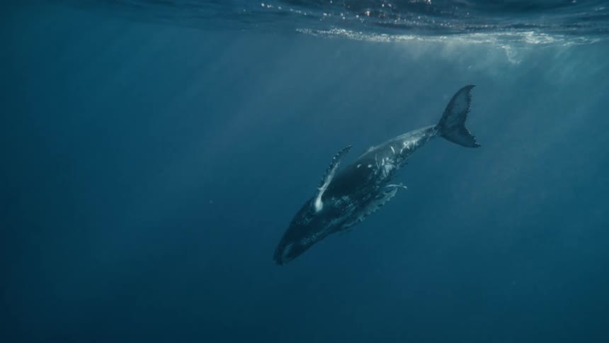 Whale breaking the surface and diving into the ocean
